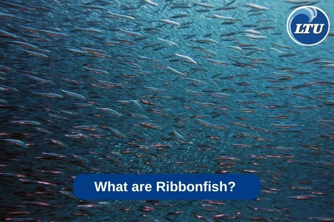 What are Ribbonfish? 